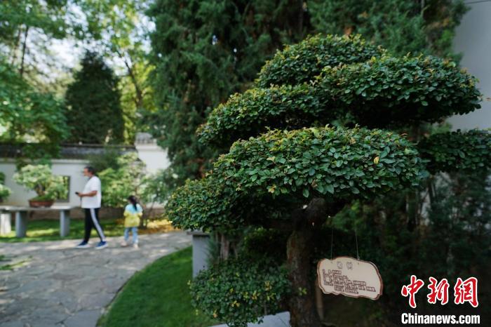 圖為在西寧園林植物園內(nèi)，造型奇特的盆景吸引市民?！●R銘言 攝