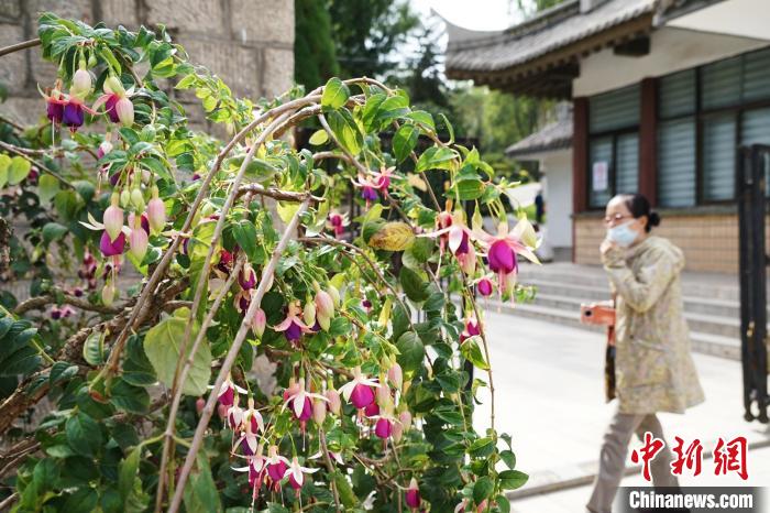 圖為市民在西寧園林植物園內(nèi)觀賞花卉。　馬銘言 攝
