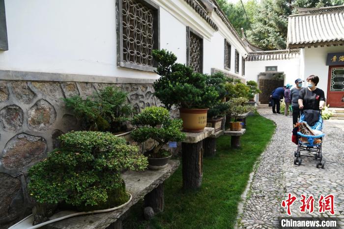 圖為市民在西寧園林植物園內(nèi)觀賞盆景?！●R銘言 攝