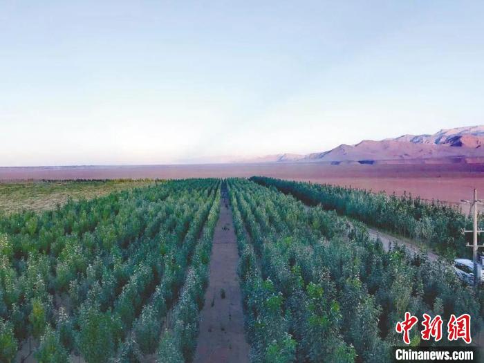 圖為格爾木境內種植的綠樹。　格爾木融媒體中心供圖