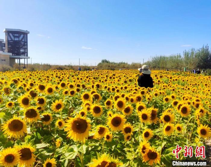 圖為格爾木境內的向日葵花海?！「駹柲救诿襟w中心供圖