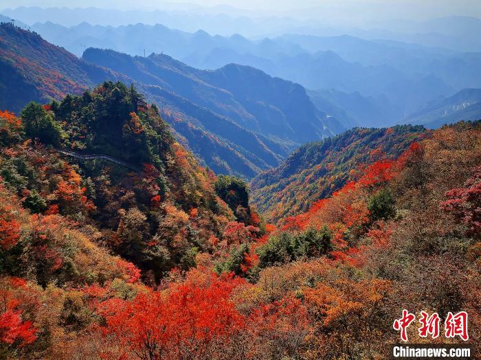 巴山大峽谷漫天紅葉?！埰?攝