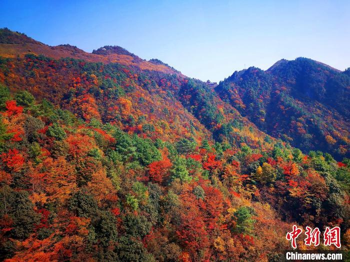 巴山大峽谷漫天紅葉?！埰?攝
