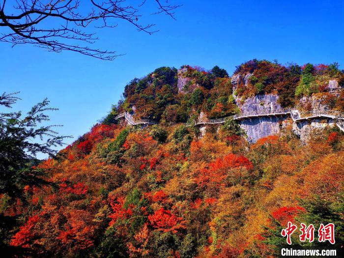 巴山大峽谷漫天紅葉?！埰?攝
