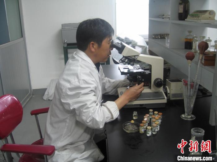 資料圖為研究團(tuán)隊進(jìn)行實(shí)驗(yàn)室寄生蟲分類鑒定。　 青海省畜牧獸醫(yī)科學(xué)院供圖