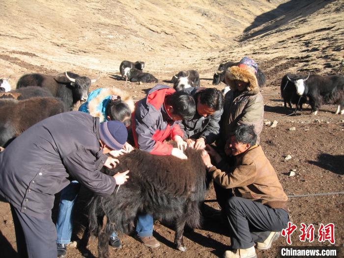 資料圖為研究團(tuán)隊在青南高原地區(qū)開展了牦牛寄生蟲病流行病學(xué)和防治技術(shù)研究?！?青海省畜牧獸醫(yī)科學(xué)院供圖