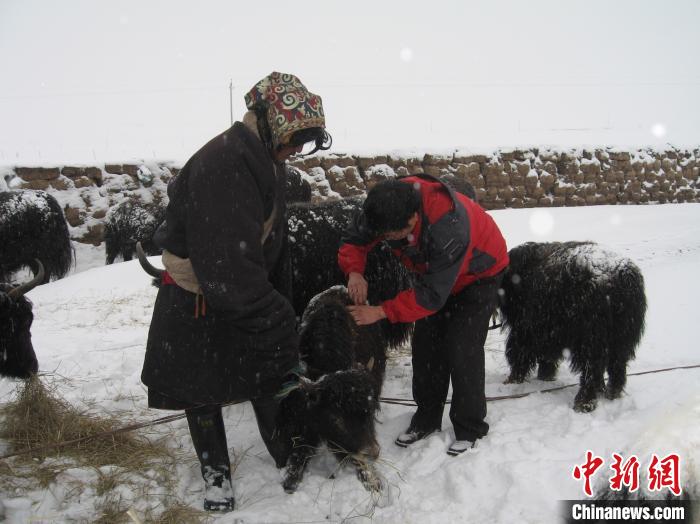 資料圖為研究團(tuán)隊在達(dá)日縣檢查牛背部皮蠅幼蟲感染情況?！?青海省畜牧獸醫(yī)科學(xué)院供圖