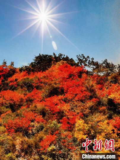 萬源市紅葉似火?！≈炱桨?攝