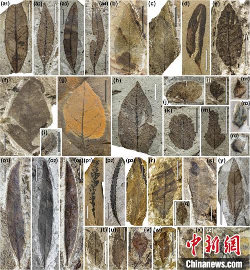 中始新世熱魯化石植物群(4500萬–4000萬年前)?！≈锌圃呵嗖馗咴?供圖