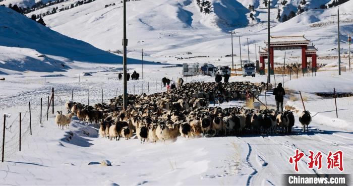 圖為村民在雪地上放牧?！《继m縣融媒體中心供圖