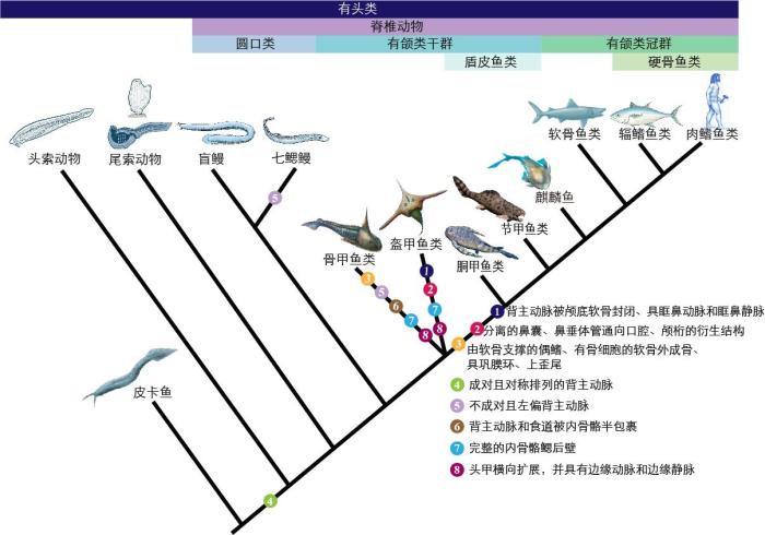 一些關(guān)鍵特征在脊索動物中的演化?！∶宪版?繪圖 攝