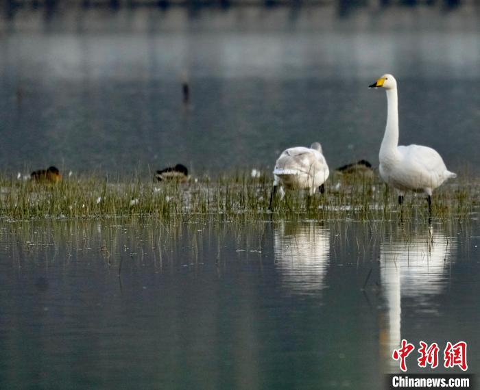 圖為一只大天鵝四處張望。　李玉峰 攝