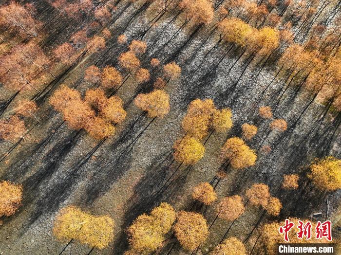 入冬時節(jié)，雅魯藏布江畔的樹林一片金黃?！《拘?攝