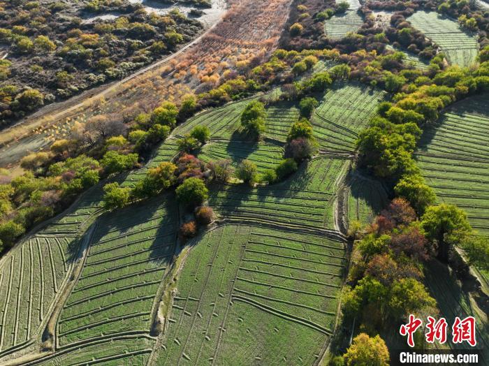 圖為11月8日，雅魯藏布江畔的高原梯田。　董志雄 攝