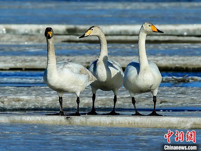 圖為三只天鵝在湖面上曬太陽(yáng)。　何啟金 攝