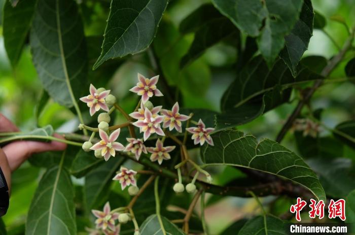 圖為古林箐近地保護的滇桐首次開花?！±顕?攝