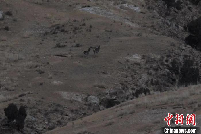 圖為兩只馬鹿在山坡上行走?！〔湃?攝