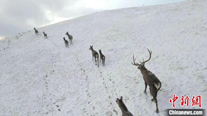 圖為馬鹿群在雪地里行走?！〔湃?攝