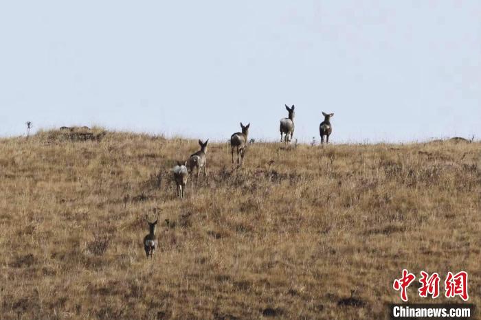 圖為狍鹿在山坡上漫步。　才項南加 攝