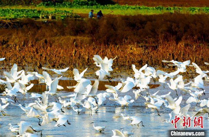 成都白鷺灣濕地公園?！“討?攝