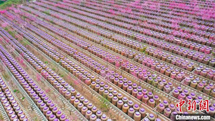 灼灼桃花惹人醉?！㈡?攝