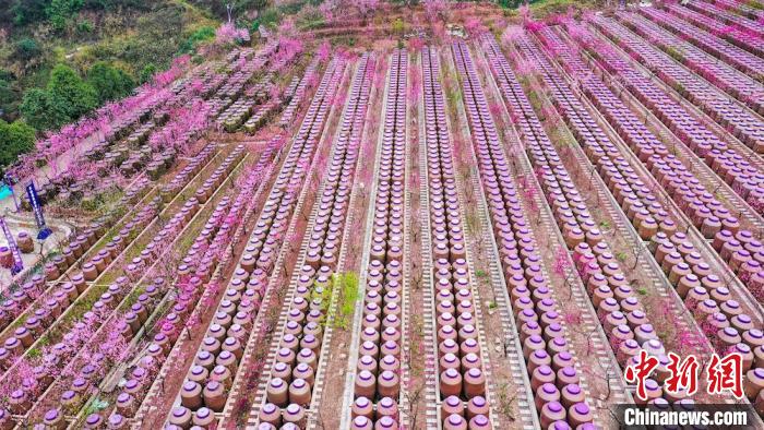 灼灼桃花惹人醉?！㈡?攝