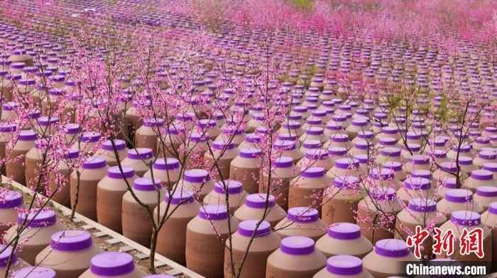 桃花和酒壇相映成趣?！∫足?攝