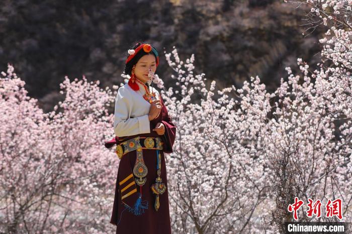 白玉縣河坡鎮(zhèn)桃花林間身穿民族服飾的藏族女孩?！“子袢诿?攝