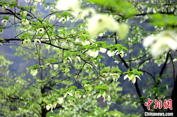 珙桐在春末夏初之際開(kāi)花，花期較短?！螚?攝