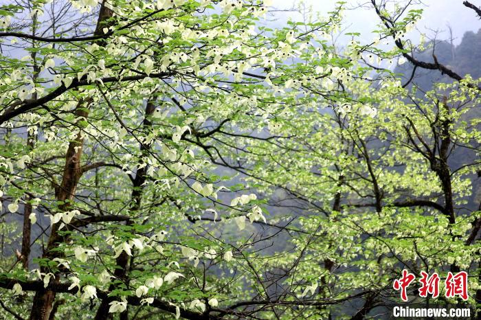 珙桐是1000萬(wàn)年前新生代第三紀(jì)留下的孑遺植物，中國(guó)特有的樹(shù)種，是國(guó)家一級(jí)瀕危保護(hù)野生植物?！螚?攝