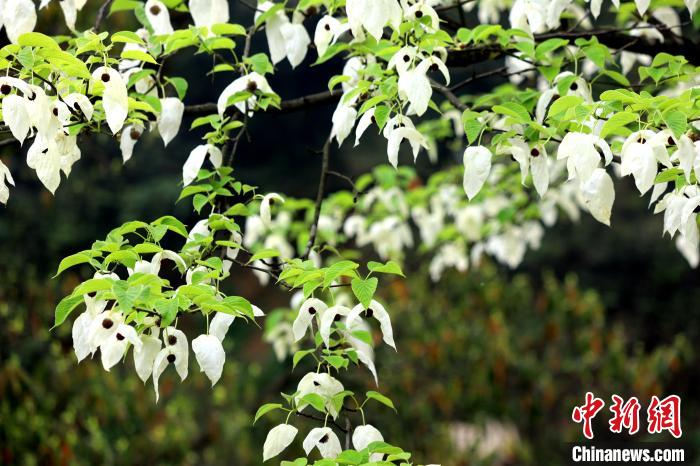 珙桐樹(shù)含芳吐艷，其白色的花形如飛鴿展翅，整樹(shù)猶如群鴿棲息，被稱(chēng)為“鴿子花”?！螚?攝