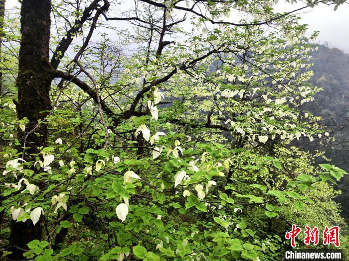 山谷兩側(cè)高大繁茂的珙桐樹(shù)?！螚?攝