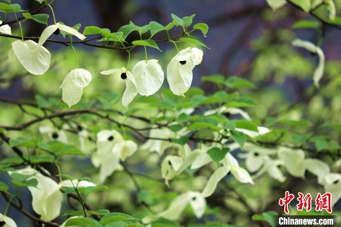 珙桐樹(shù)開(kāi)出潔白的花朵?！螚?攝