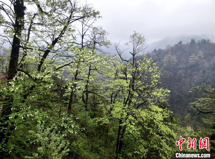 珙桐花朵潔白素雅，與青山雨霧融為一體。　呂楊 攝