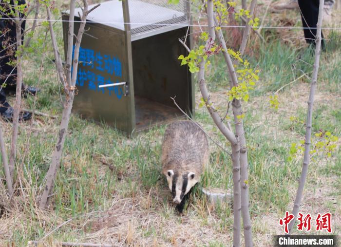圖為西寧野生動(dòng)物園救護(hù)的狗獾在西寧市放歸大自然?！●R銘言 攝