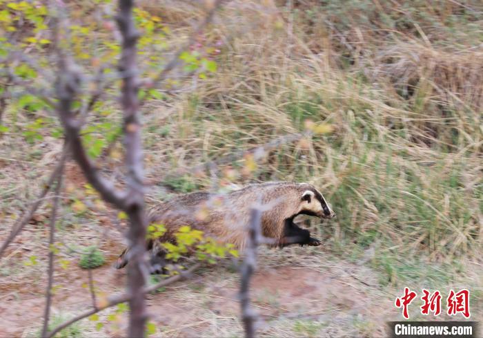 圖為西寧野生動(dòng)物園救護(hù)的狗獾在西寧市放歸大自然?！●R銘言 攝