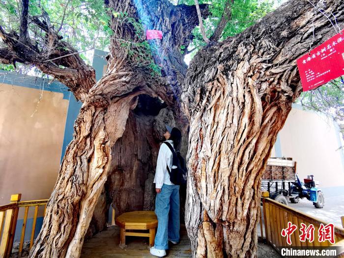 青海海東市阿河灘地質文化村：古樹新枝、丹山碧水