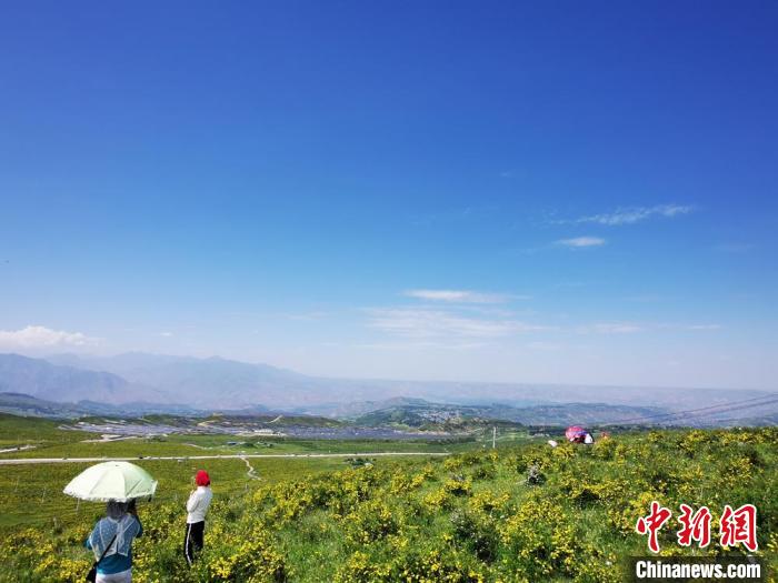 2020年07月07日拍攝于臨夏州積石山縣境內(nèi)，生態(tài)環(huán)境逐漸恢復(fù)，小黃花開遍山間。(資料圖) 殷春永 攝