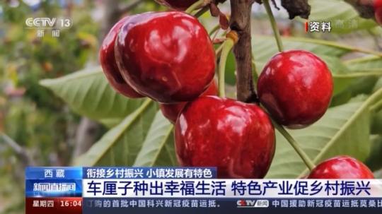 種蘑菇、養(yǎng)駱駝...。。特色產(chǎn)業(yè)助力鄉(xiāng)村振興走新路