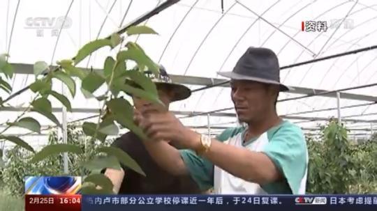 種蘑菇、養(yǎng)駱駝...。。特色產(chǎn)業(yè)助力鄉(xiāng)村振興走新路