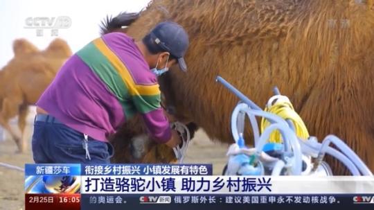 種蘑菇、養(yǎng)駱駝...。。特色產(chǎn)業(yè)助力鄉(xiāng)村振興走新路