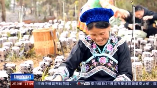 種蘑菇、養(yǎng)駱駝...。。特色產(chǎn)業(yè)助力鄉(xiāng)村振興走新路