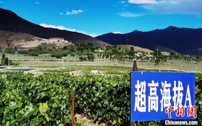 圖為桑日縣種植的葡萄?！∩侥仙Ｈ湛h委宣傳部提供