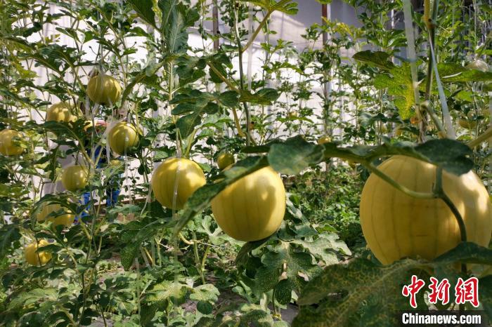 圖為康馬縣大棚內(nèi)的金太陽西瓜?！⒔ㄜ?攝
