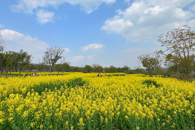 每到油菜花季，就有市民相約到重慶廣陽島上踏青賞花。鄒樂攝