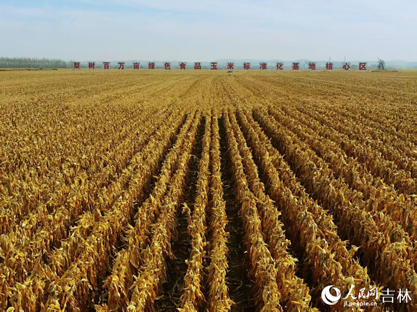 吉林黑土地上糧滿倉（資料圖片）。人民網(wǎng)記者 王海躍攝