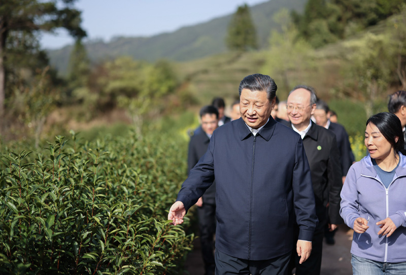 2021年3月22日下午，習(xí)近平在福建省南平市武夷山市星村鎮(zhèn)燕子窠生態(tài)茶園，察看春茶長(zhǎng)勢(shì)，了解當(dāng)?shù)夭璁a(chǎn)業(yè)發(fā)展情況。