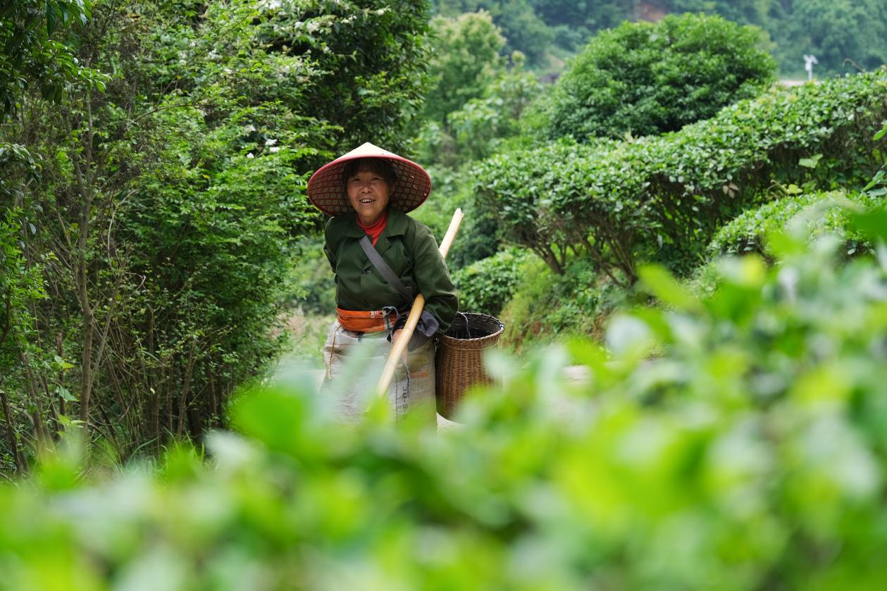 2024年4月24日，湖南省衡陽市耒陽市龍?zhí)伶?zhèn)江頭貢茶葉種植專業(yè)合作社，村民在茶山采摘茶葉，實(shí)現(xiàn)了家門口就業(yè)。