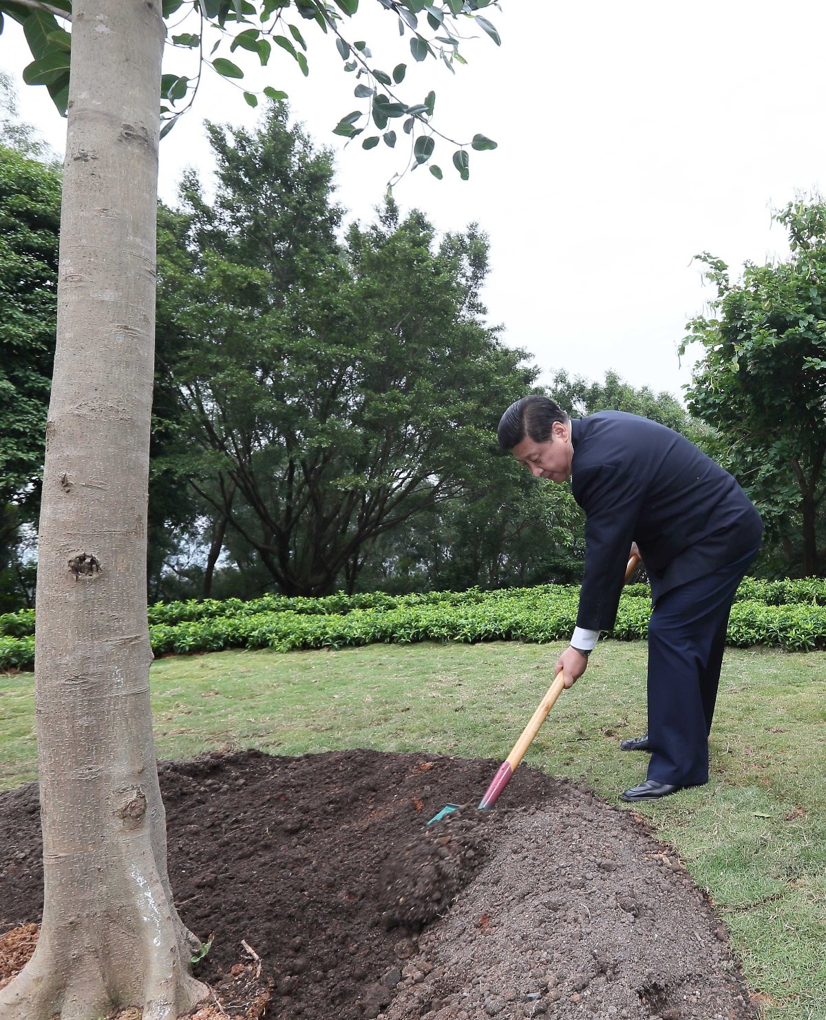 2012年12月8日，習(xí)近平在深圳蓮花山公園種下一棵高山榕樹。