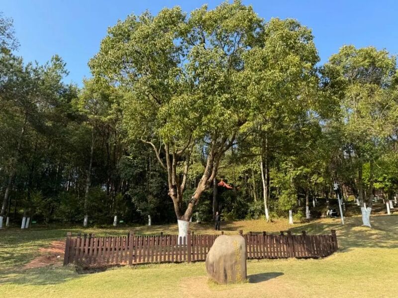 習(xí)近平同志為福建省長汀縣水土保持科教園捐種的香樟樹。圖源：學(xué)習(xí)時(shí)報(bào)